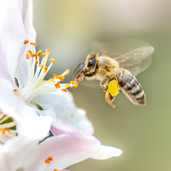 Bee hovering near a flower