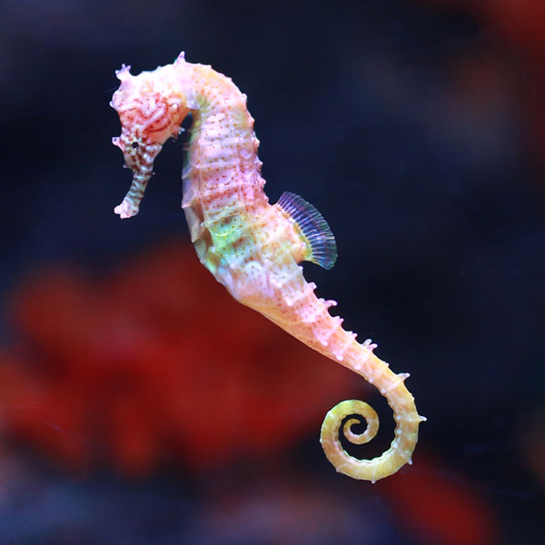A colourful seahorse floating in the water